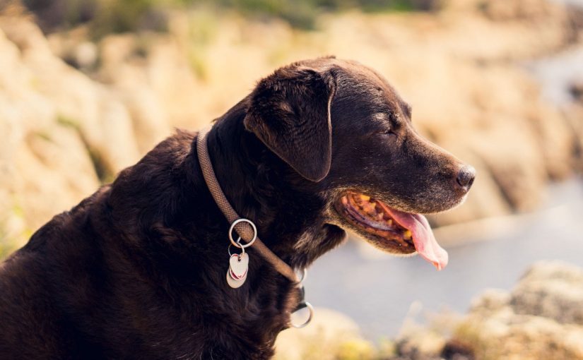 Choosing From The Best Collars; A Flea Collars For Dogs With Assured Comfort