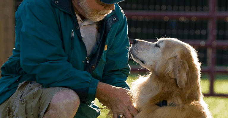 Signs of cancer in the Golden Retrievers