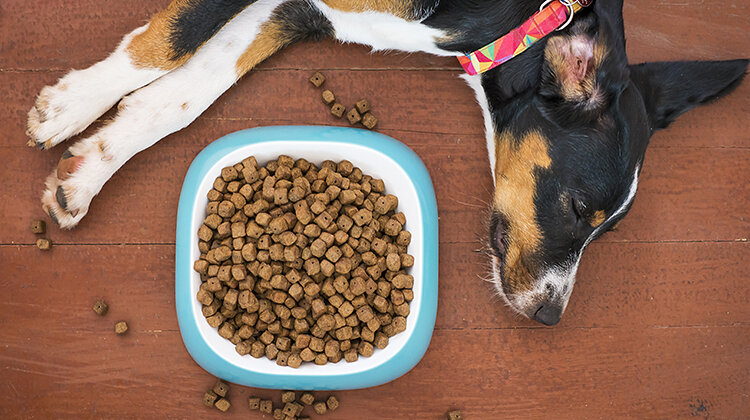 How functional mushrooms can help improve your dog’s quality of life